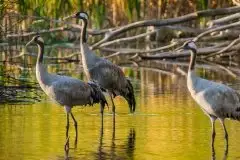 Mazurskie żurawie na zdjęciach Jana Olchówki - zdjęcie 60