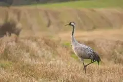 Mazurskie żurawie na zdjęciach Jana Olchówki - zdjęcie 48