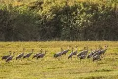 Mazurskie żurawie na zdjęciach Jana Olchówki - zdjęcie 46