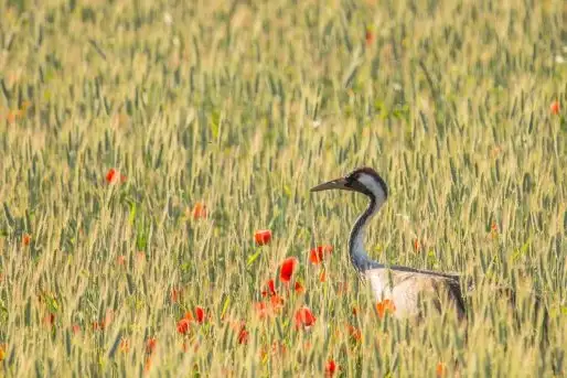 Mazurskie żurawie na zdjęciach Jana Olchówki - zdjęcie 11