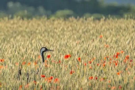 Mazurskie żurawie na zdjęciach Jana Olchówki - zdjęcie 10