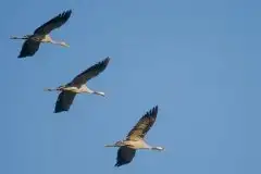 Mazurskie żurawie na zdjęciach Jana Olchówki - zdjęcie 1