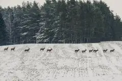 Mazurskie jelenie na zdjęciach Jana Olchówki - zdjęcie 53