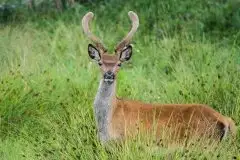 Mazurskie jelenie na zdjęciach Jana Olchówki - zdjęcie 43