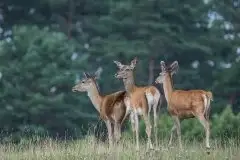 Mazurskie jelenie na zdjęciach Jana Olchówki - zdjęcie 42