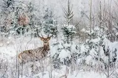 Mazurskie jelenie na zdjęciach Jana Olchówki - zdjęcie 37