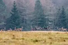 Mazurskie jelenie na zdjęciach Jana Olchówki - zdjęcie 35