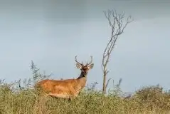 Mazurskie jelenie na zdjęciach Jana Olchówki - zdjęcie 31