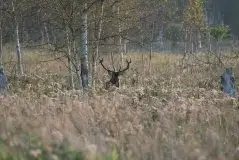 Mazurskie jelenie na zdjęciach Jana Olchówki - zdjęcie 20