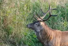 Mazurskie jelenie na zdjęciach Jana Olchówki - zdjęcie 16