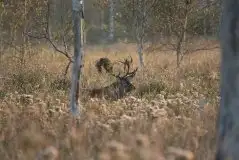 Mazurskie jelenie na zdjęciach Jana Olchówki - zdjęcie 13