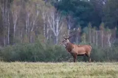Mazurskie jelenie na zdjęciach Jana Olchówki - zdjęcie 9