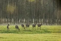 Mazurskie jelenie na zdjęciach Jana Olchówki - zdjęcie 6