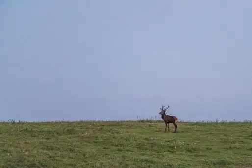 Mazurskie jelenie na zdjęciach Jana Olchówki - zdjęcie 5