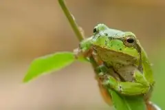 Mazurska rzekotka drzewna na zdjęciach Jana Olchówki - zdjęcie 62