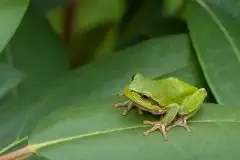 Mazurska rzekotka drzewna na zdjęciach Jana Olchówki - zdjęcie 60
