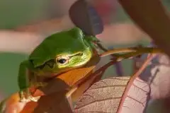 Mazurska rzekotka drzewna na zdjęciach Jana Olchówki - zdjęcie 50