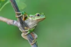 Mazurska rzekotka drzewna na zdjęciach Jana Olchówki - zdjęcie 42