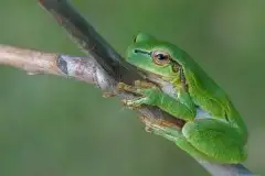 Mazurska rzekotka drzewna na zdjęciach Jana Olchówki - zdjęcie 40