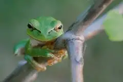 Mazurska rzekotka drzewna na zdjęciach Jana Olchówki - zdjęcie 38