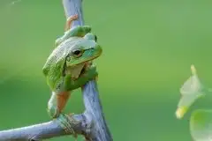 Mazurska rzekotka drzewna na zdjęciach Jana Olchówki - zdjęcie 34