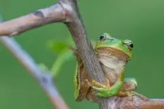 Mazurska rzekotka drzewna na zdjęciach Jana Olchówki - zdjęcie 32