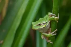 Mazurska rzekotka drzewna na zdjęciach Jana Olchówki - zdjęcie 31