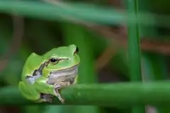 Mazurska rzekotka drzewna na zdjęciach Jana Olchówki - zdjęcie 30