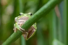 Mazurska rzekotka drzewna na zdjęciach Jana Olchówki - zdjęcie 27