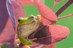 Mazurska rzekotka drzewna na zdjęciach Jana Olchówki - zdjęcie 22