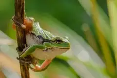 Mazurska rzekotka drzewna na zdjęciach Jana Olchówki - zdjęcie 20