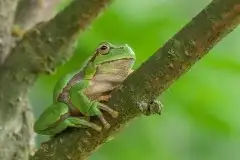 Mazurska rzekotka drzewna na zdjęciach Jana Olchówki - zdjęcie 16