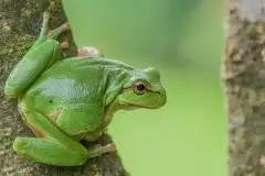 Mazurska rzekotka drzewna na zdjęciach Jana Olchówki - zdjęcie 12