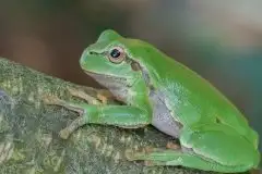 Mazurska rzekotka drzewna na zdjęciach Jana Olchówki - zdjęcie 8