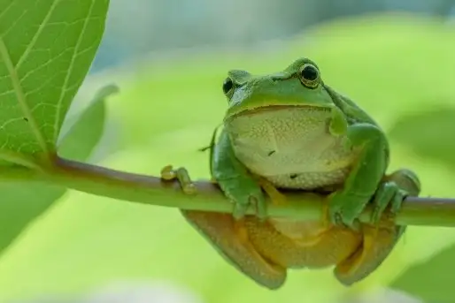 Mazurska rzekotka drzewna na zdjęciach Jana Olchówki - zdjęcie 3