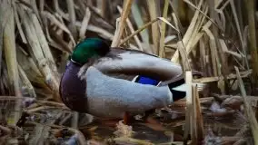 Mazurska przyroda budzi się do życia na zdjęciach Stanisława Sielewicza - zdjęcie 24