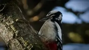 Mazurska przyroda budzi się do życia na zdjęciach Stanisława Sielewicza - zdjęcie 23