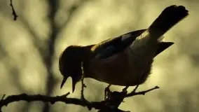 Mazurska przyroda budzi się do życia na zdjęciach Stanisława Sielewicza - zdjęcie 22