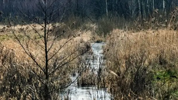 Mazurska przyroda budzi się do życia na zdjęciach Stanisława Sielewicza - zdjęcie 3