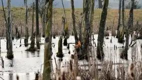 Mazurska przyroda budzi się do życia na zdjęciach Stanisława Sielewicza - zdjęcie 2