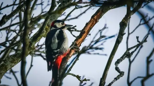 Mazurska przyroda budzi się do życia na zdjęciach Stanisława Sielewicza - zdjęcie 1