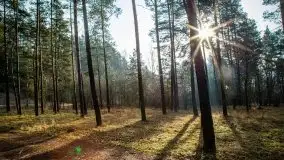 Mazurski las w okolicach Kruklina, luty 2020 - zdjęcie 2