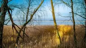 Mazurski las w okolicach Kruklina, luty 2020 - zdjęcie 5