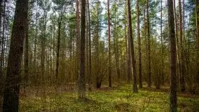 Mazurski las w okolicach Kruklina, luty 2020 - zdjęcie 21