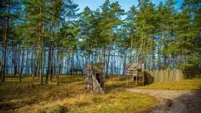 Mazurski las w okolicach Kruklina, luty 2020 - zdjęcie 20