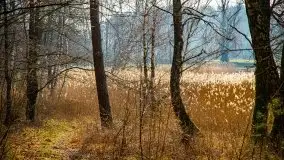 Mazurski las w okolicach Kruklina, luty 2020 - zdjęcie 26