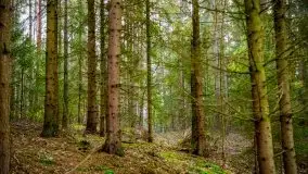 Mazurski las w okolicach Kruklina, luty 2020 - zdjęcie 45