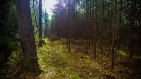 Mazurski las w okolicach Kruklina, luty 2020 - zdjęcie 41