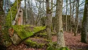 Wilczy Szaniec w Gierłoży zimą jeszcze lepiej widoczny - zdjęcie 126