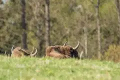 Mazurskie żubry na zdjęciach Janka Olchówki - zdjęcie 52